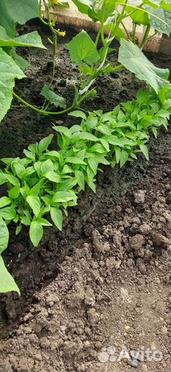 Рассада перца острый комнатный