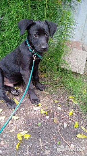 Щенок коротколапик