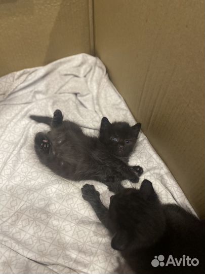 Домашние животные котята