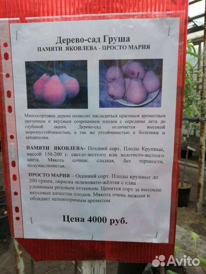 Плодовые деревья