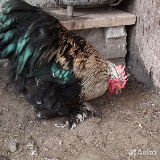 Петушки