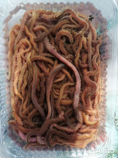 Морской червь св. только на заказ за сутки