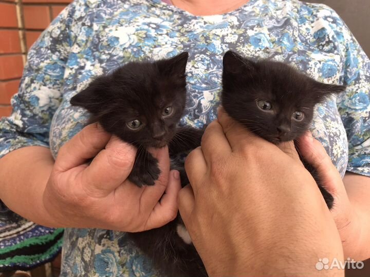 Котята в добрые руки девочки