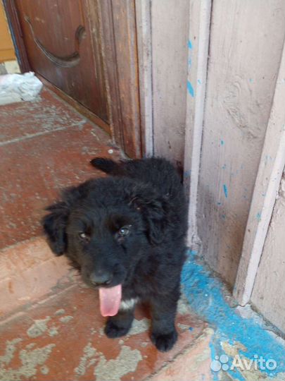 Отдам в добрые руки