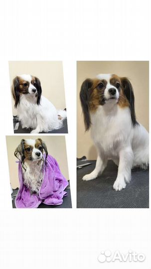 Грумер.Стрижка собак