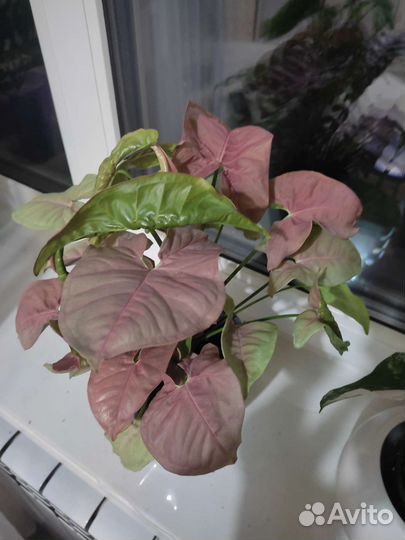 Сингониум ред харт