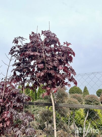 Клен красный на штамбе