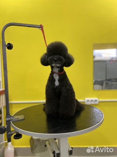 Стрижка собак и кошек