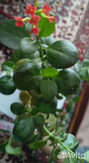 Каланхоэ каландива