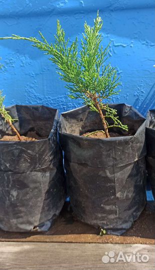 Можжевельник саженцы зкс