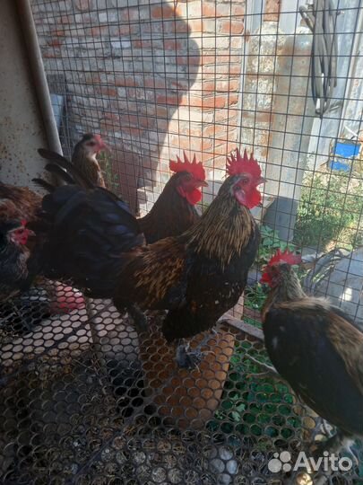 Карликовый петушок