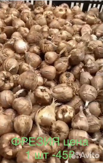 Луковица Фрезии