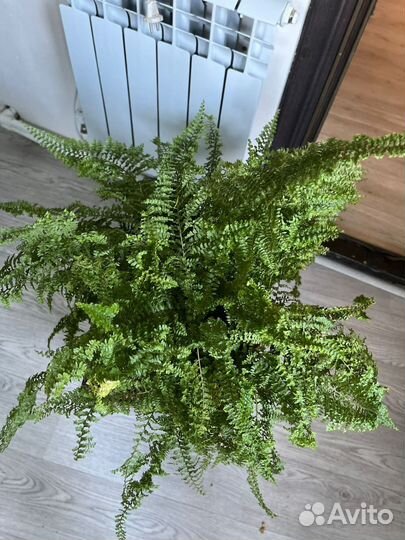 Папоротник нефролепис