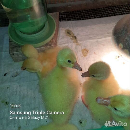 Гусята суточные