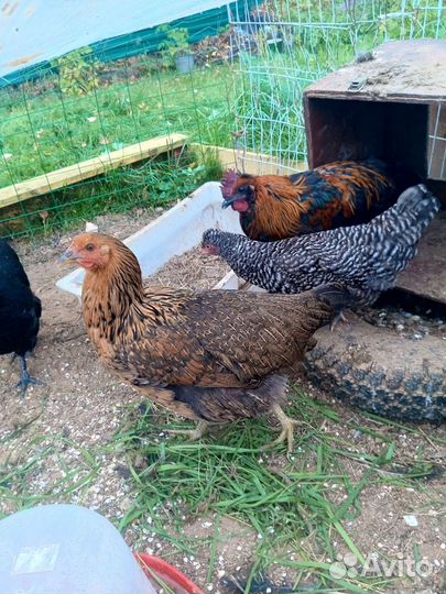 Куры молодки
