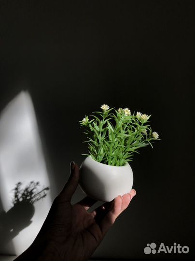 Фейка - трава в кашпо