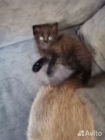 Кошечка в добрые руки