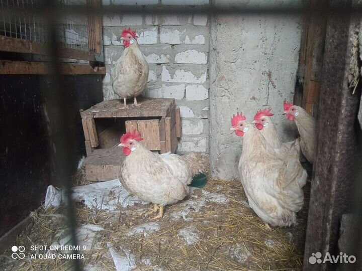 Куры и цыплята