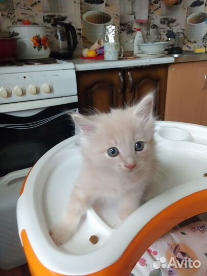 Сибирская кошка