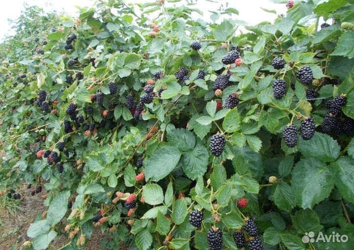 Саженцы ежевики