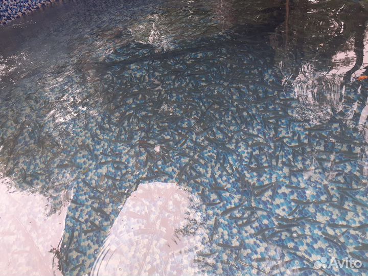 Малек форели (самки)