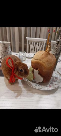 Кролик для фотосессии