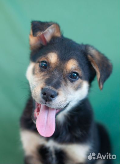 Щенок мальчик