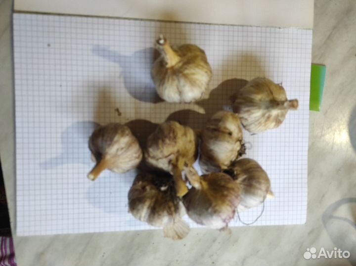 Чеснок на посадку