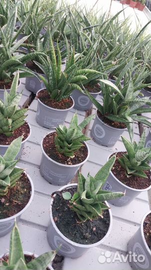 Сансевиерия сортовая, сансы, цветы тещин язык