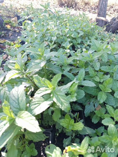 Мята перечная, саженцы