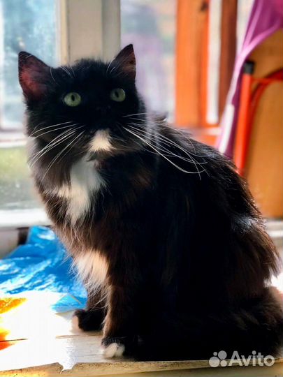 Кошечка-сирота