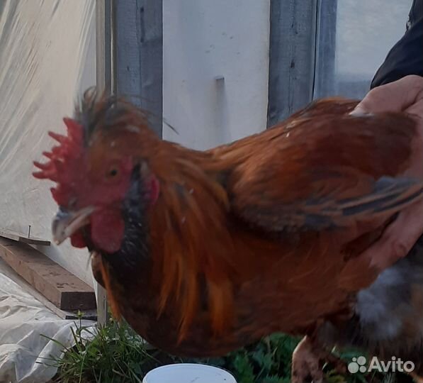 Молодняк птицы