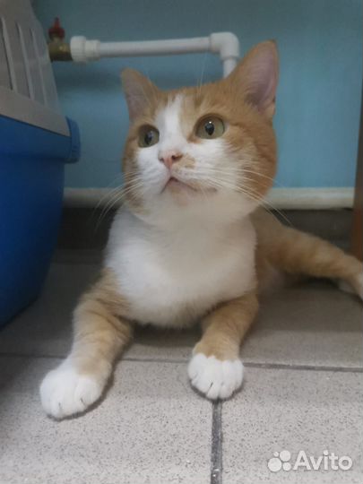 Кот. В добрые руки