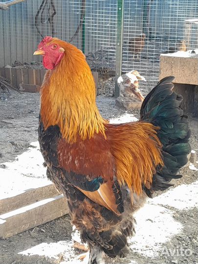 Яйцо инкубационное брама