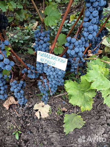 Саженцы винограда