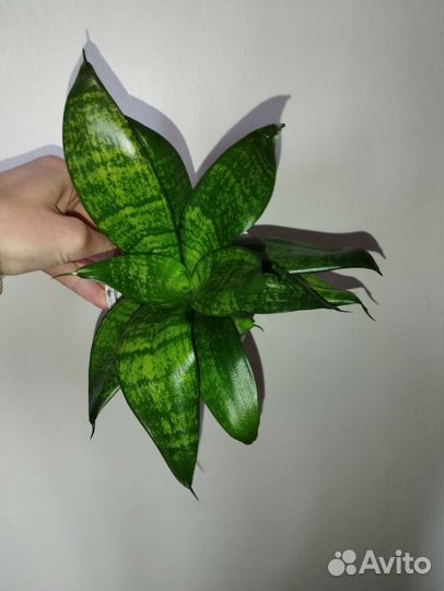 Комнатное растение Сансевиерия ханни