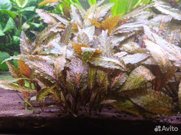 Украшение для аквариума