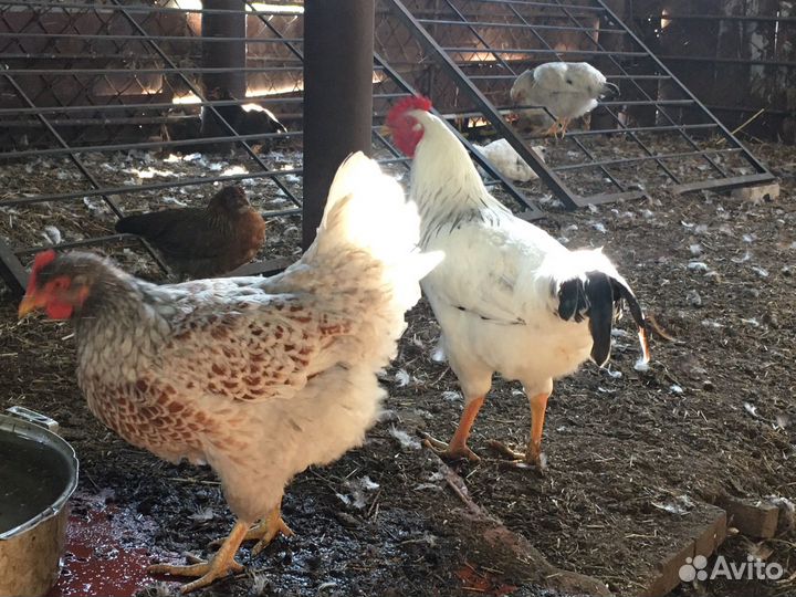 Куры несушки