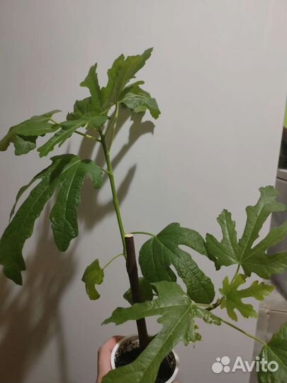 Саженцы инжира