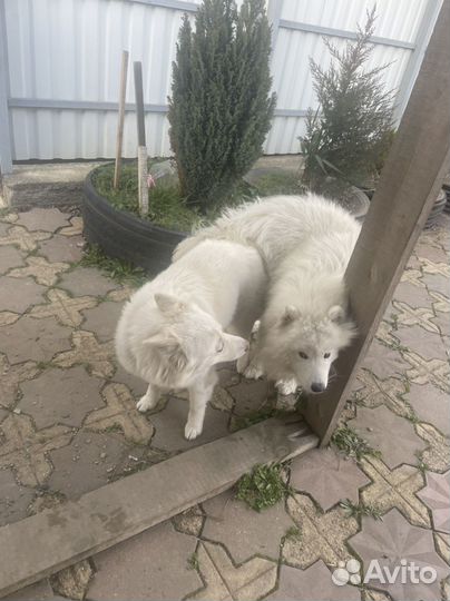 Самоед вязка