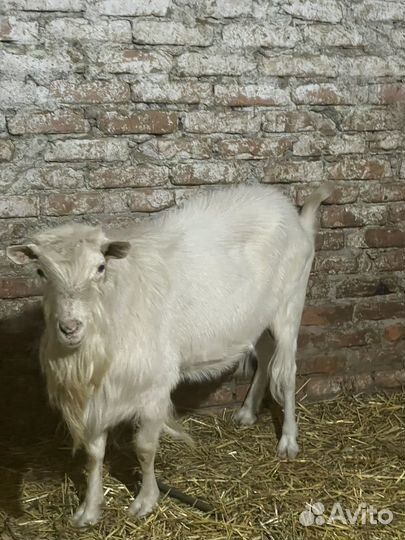 Козел производитель молочного направленя