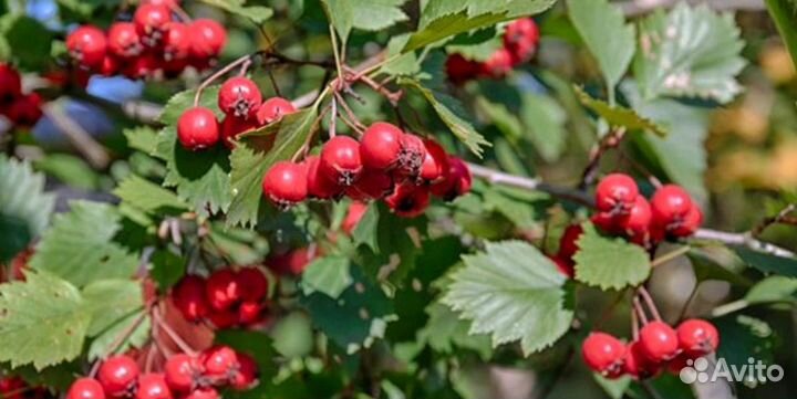 Боярышник ягоды