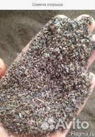 Семена спорыша (птичего горца)