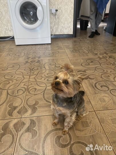 Йорк мини вязка