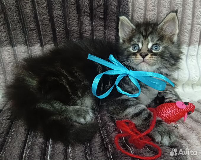 Котята мейн-кун