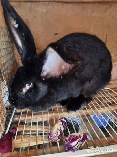 Кролики мясных пород