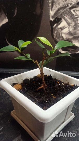 Бонсай Фикус микрокарпа генсенг