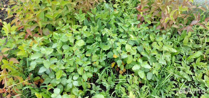 Саженцы декоративных кустарников