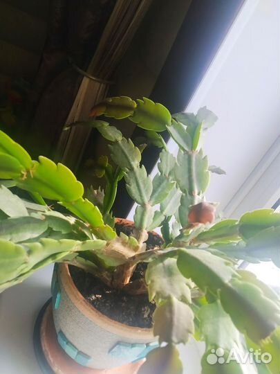 Декабрист белый