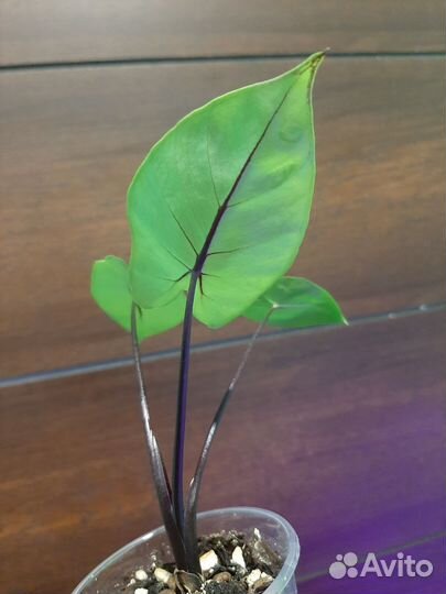 Алоказия Блэк Стем, детка